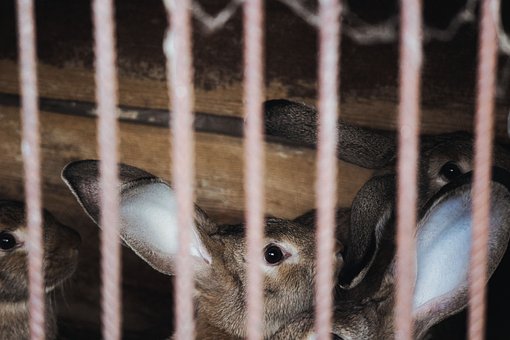 Kaninchen, Käfig, Stangen, Tiere, Ohren