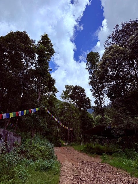 Free Forest Path Blue Sky photo and picture