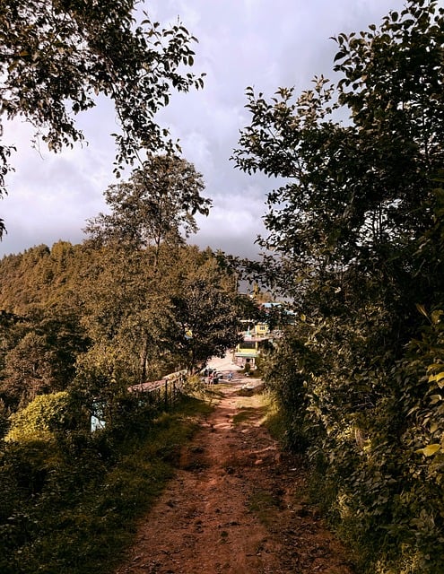 Free Nature Forest photo and picture