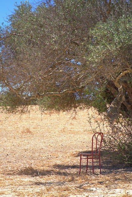 Baum, Stuhl, Sommer, Trockenheit, Insel