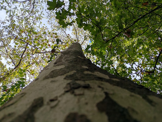 Baum, Rinde, Blätter, Laub, Natur, Grün