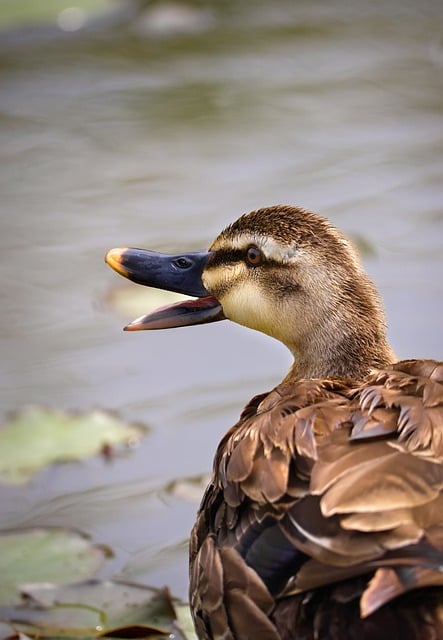Östlicher Fleckenschnabelente, Natur