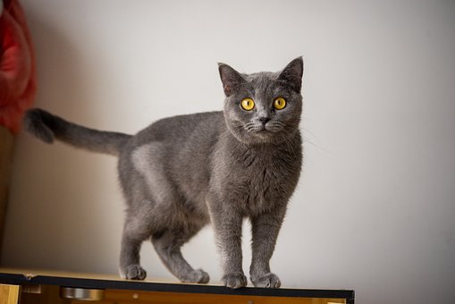Kat, Grijze Kat, Gele Ogen, Huisdier