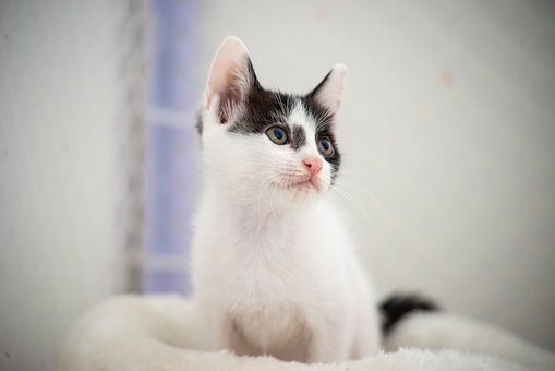 Kat, Kittens, Huisdier, Wit, Zwart