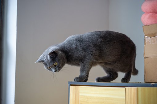 Kat, Grijze Kat, Huisdier