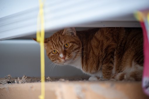 Kat, Gember, Verbergen, Vacht