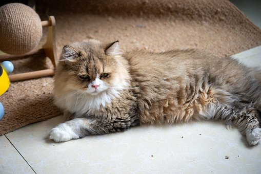 Kat, Perzische Kat, Donzig, Liggend