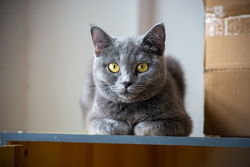 Kat, Grijs, Britse Korthaar, Gele Ogen
