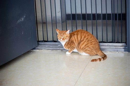 Kat, Oranje, Gestreept, Vloer
