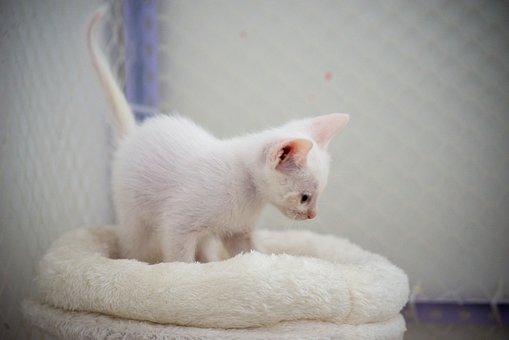 Kittens, Turkse Angora, Kattenbed