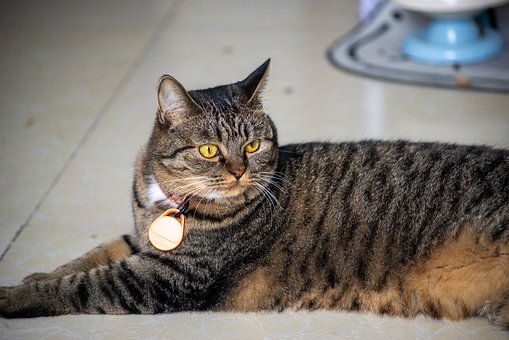 Kat, Huisdier, Liggen, Bruine Tabby
