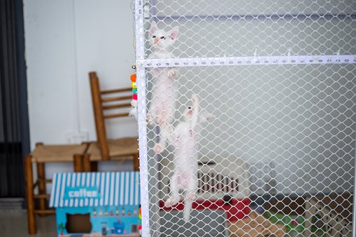 Kittens, Hek, Spelen, Binnen, Net, Kat