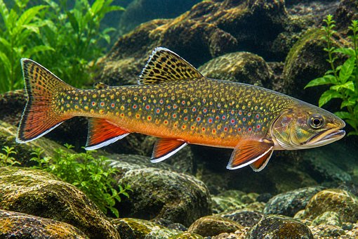 Free Trout Aquarium photo and picture