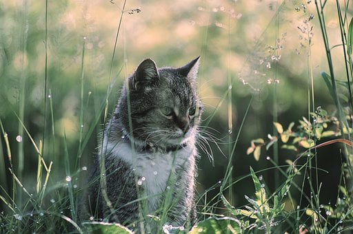 Katze, Natur, Sommer, Gras, Tau, Garten