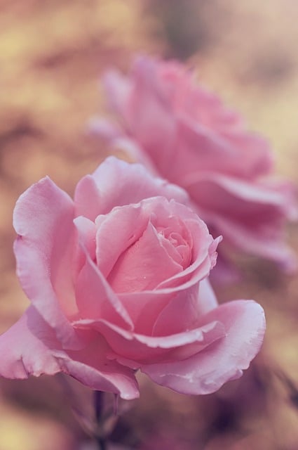 Rose, Blume, Pink, Blütenblatt