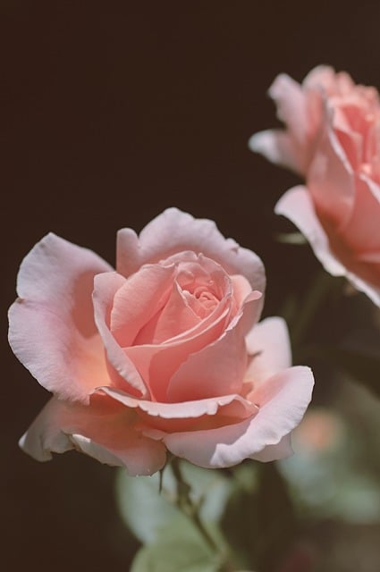 Rose, Blume, Sommer, Knospe