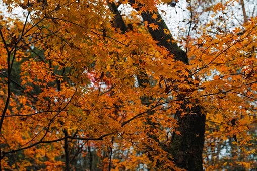 Free Autumn Leaves photo and picture