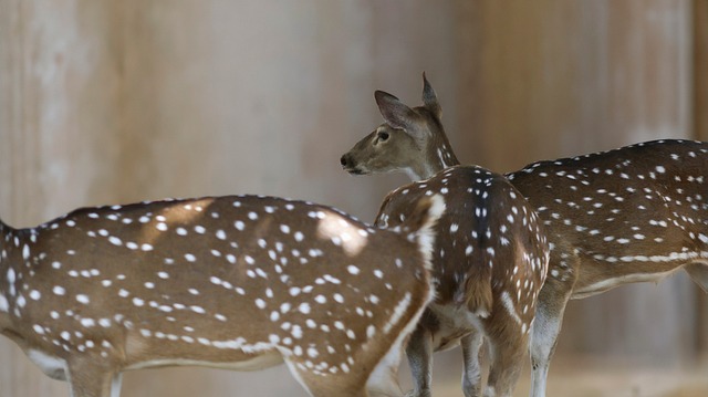 Free Deer Animal photo and picture