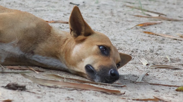 Free Dog Animal photo and picture