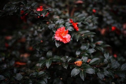 Free Camellia Flower photo and picture