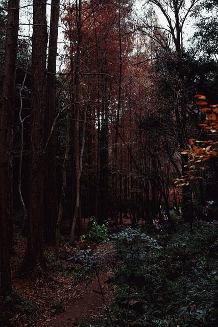 Free Forest Autumn photo and picture