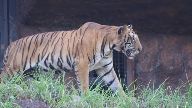 Free Tiger Predator photo and picture
