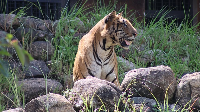 Free Tiger Nature photo and picture