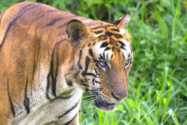 Free Tiger Nature photo and picture