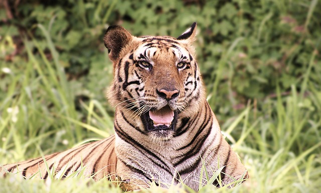 Free Tiger Nature photo and picture