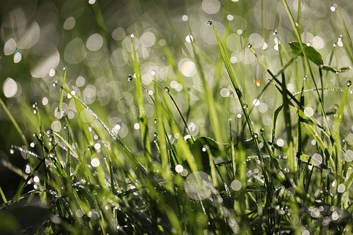 Трава, Утро, Капли Воды, Свежий