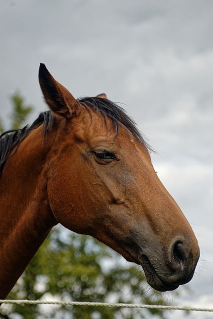 Free Horse Horse Head photo and picture