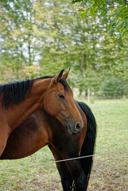 Free Horse Brown photo and picture