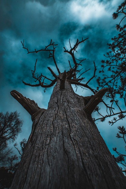 Free Tree Clouds photo and picture