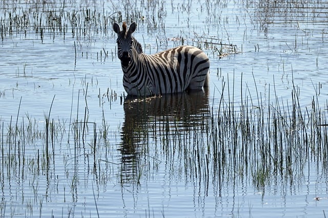Sebra, Botswana, Elv, Natur, Våtmarker
