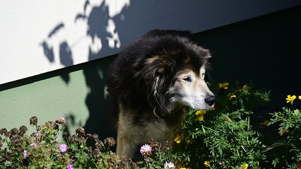 Free Dog Shade photo and picture