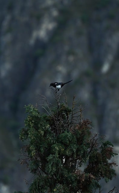 Free Bird Nature photo and picture