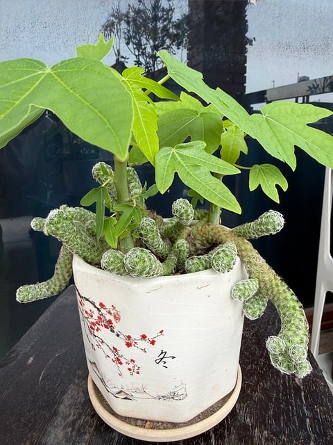 Free Plant Cactus photo and picture