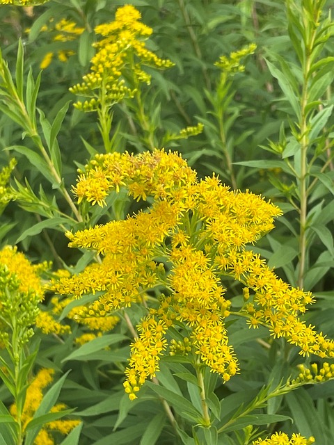 Free Goldenrod Nature photo and picture