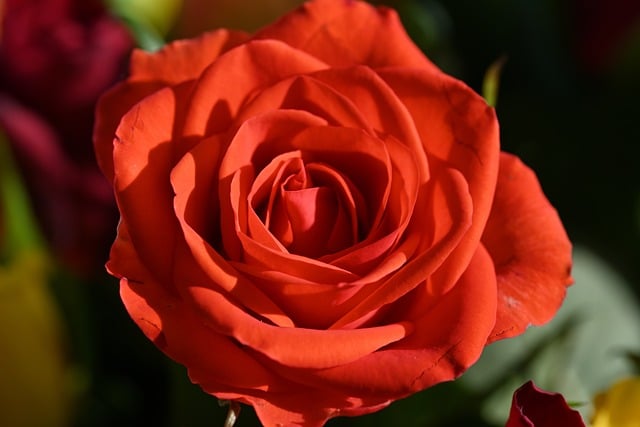 Free Rose Flower photo and picture