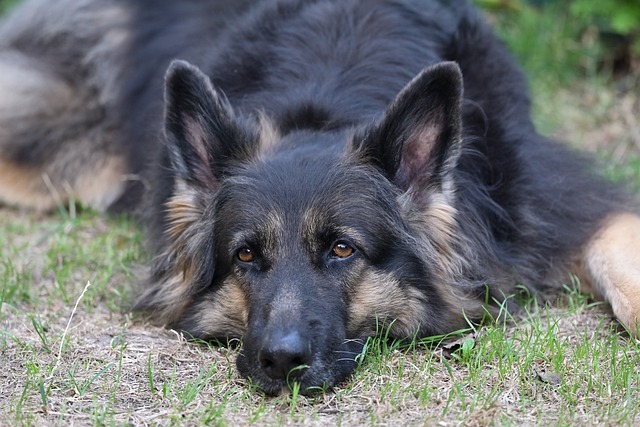 Free Dog German Shepherd photo and picture