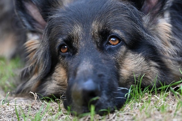 Free Dog German Shepherd photo and picture