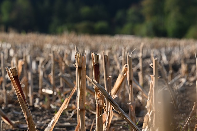 Free Stubble Field photo and picture