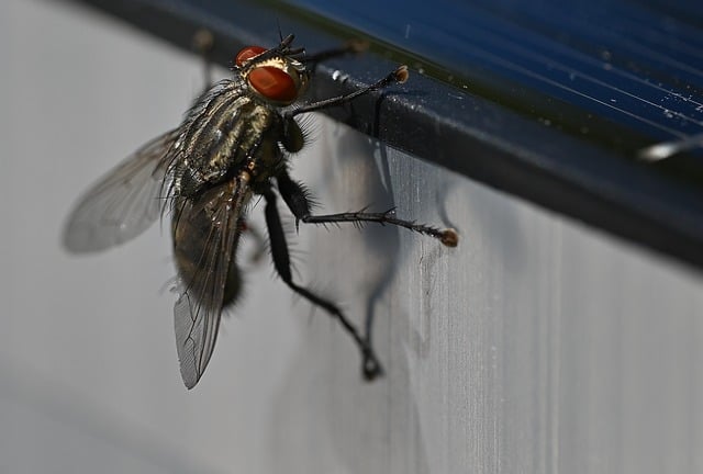 Free Fly Macro Photography photo and picture