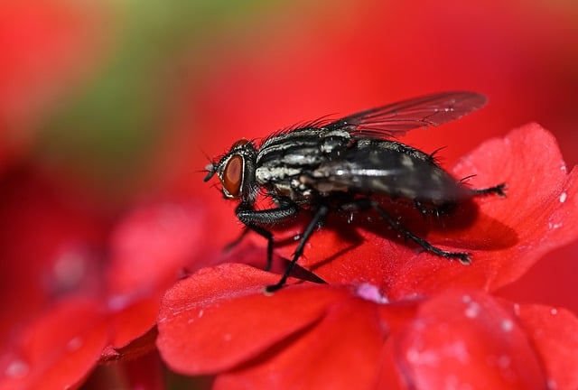 Free Fly Flower photo and picture