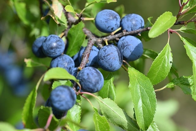 Free Fruit Plums photo and picture