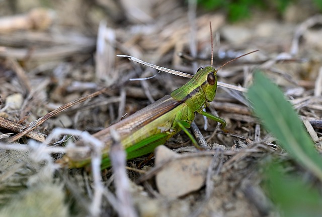 Free Grasshopper Macro photo and picture
