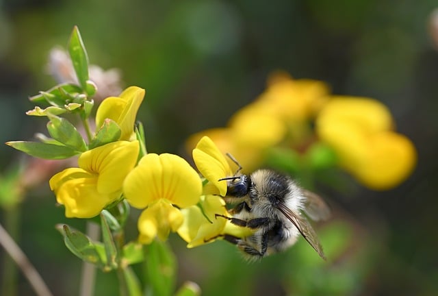 Free Bee Flower photo and picture