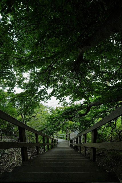 Free Forest Nature photo and picture