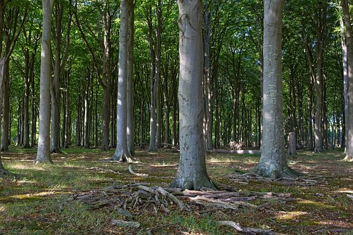 Free Forest Nature photo and picture