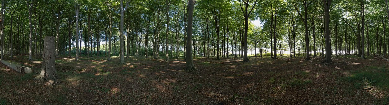 Free Forest Nature photo and picture